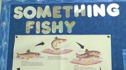Read more about the article Something Fishy